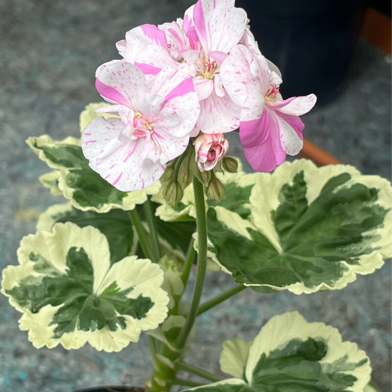 Pelargonium miniatur Alison March