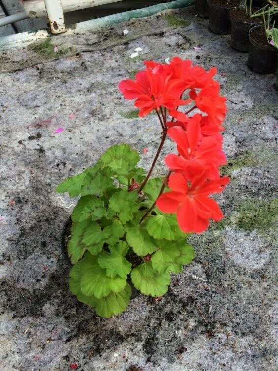 Pelargonium miniatur Brookside Fiesta