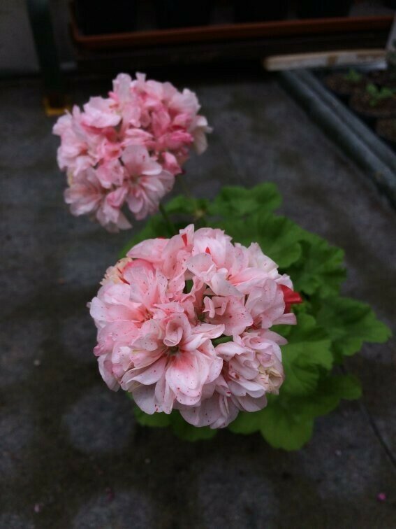 Pelargonium miniatur Elmsett