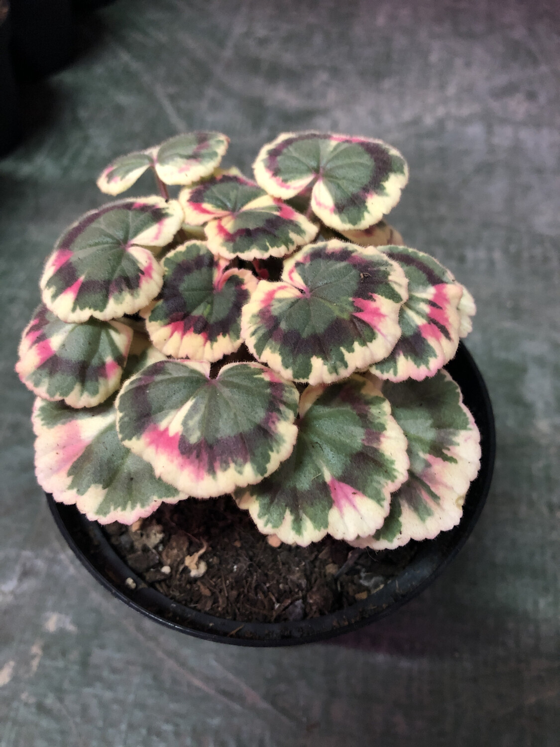 Pelargonium miniatur Excalibur
