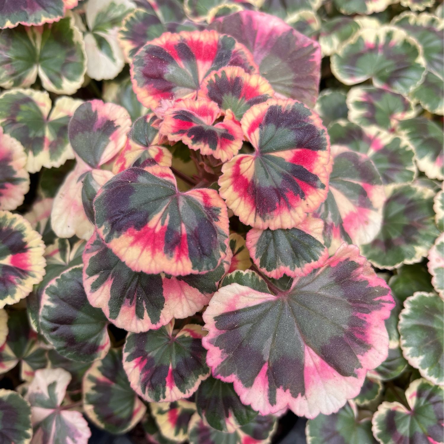 Pelargonium miniatur Excalibur Pelargonium miniatur Excalibur