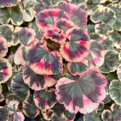 Pelargonium miniatur Excalibur