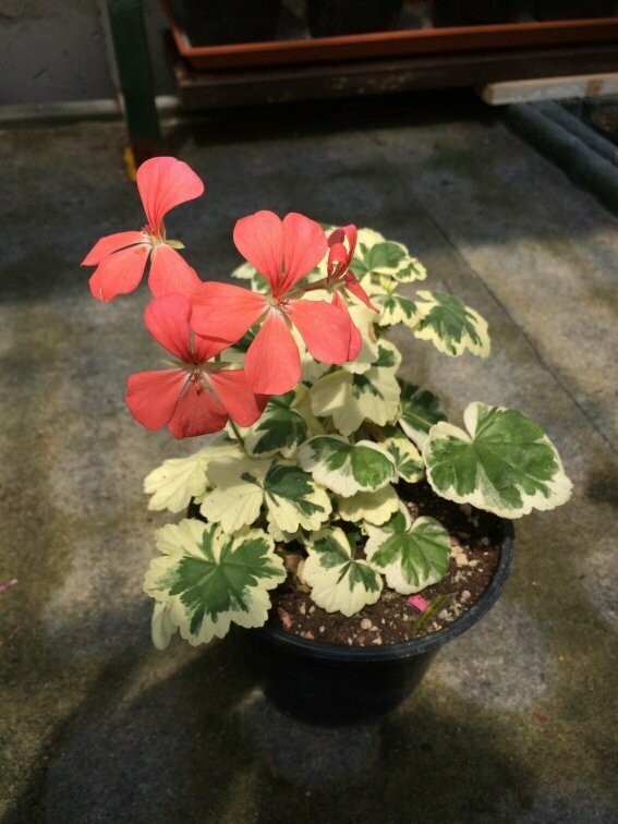 Pelargonium miniatur Frank Headley