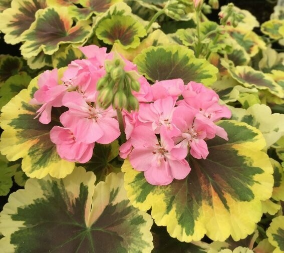 Pelargonium miniatur Hilda's Memory