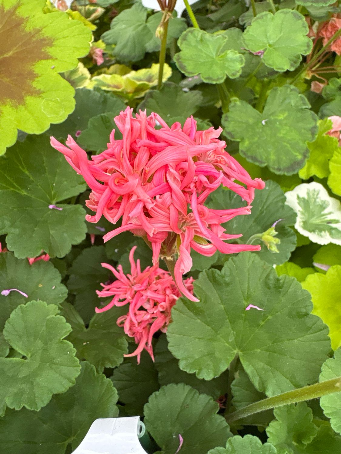 Pelargonium miniatur Jips Desert Dawn Pelargonium miniatur Jips Desert Dawn