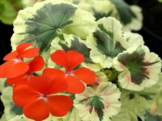 Pelargonium miniatur Merry Go Round