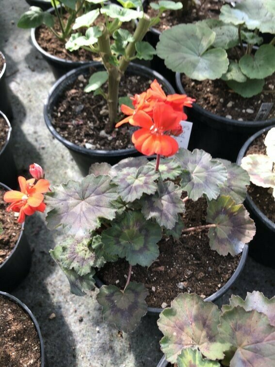 Pelargonium miniatur Moor