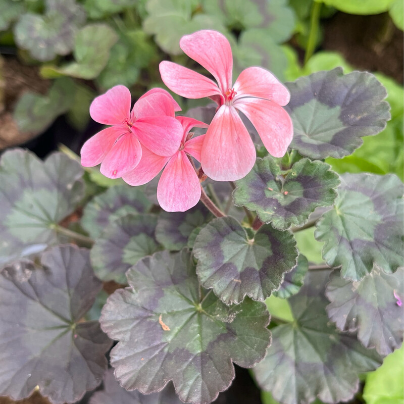 Pelargonium miniatur Mousse au Chocolat