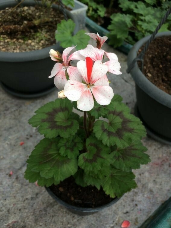 Pelargonium miniatur Para's Schwingbach