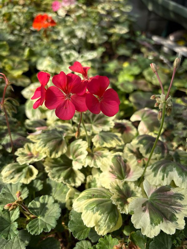 Pelargonium miniatur Silver Blazon