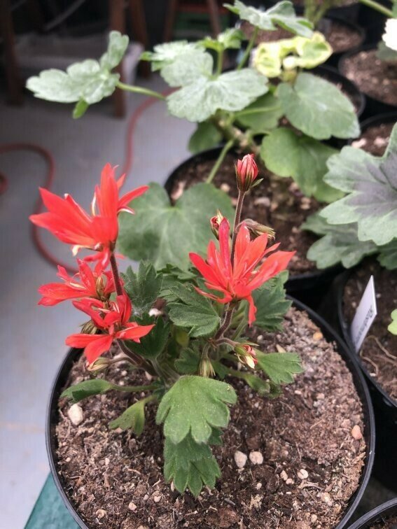 Pelargonium miniatur Smulan