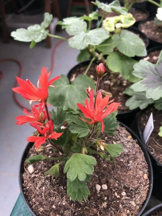 Pelargonium miniatur Smulan