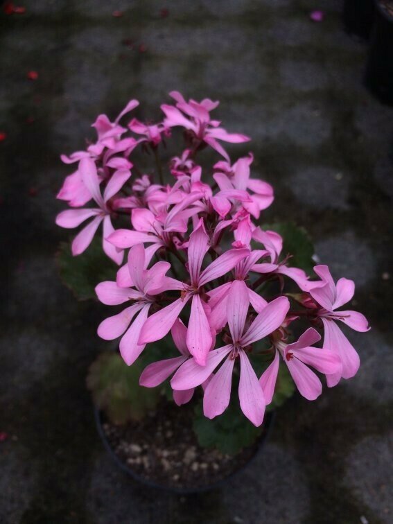 Pelargonium miniatur Trudy