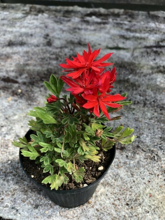 Pelargonium miniatur Urchin