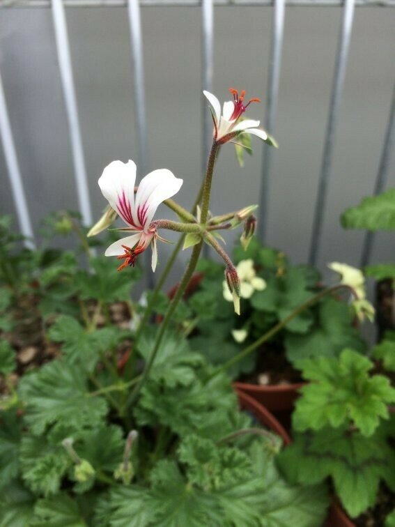 Pelargonium mollicomum