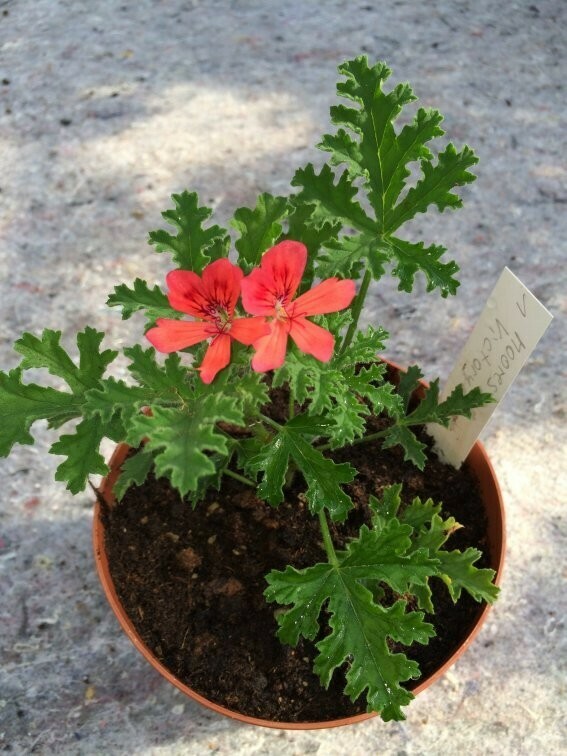 Pelargonium More's Victory
