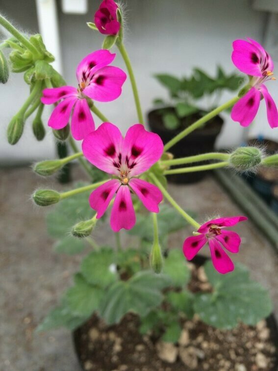 Pelargonium Mrs. Stapleton