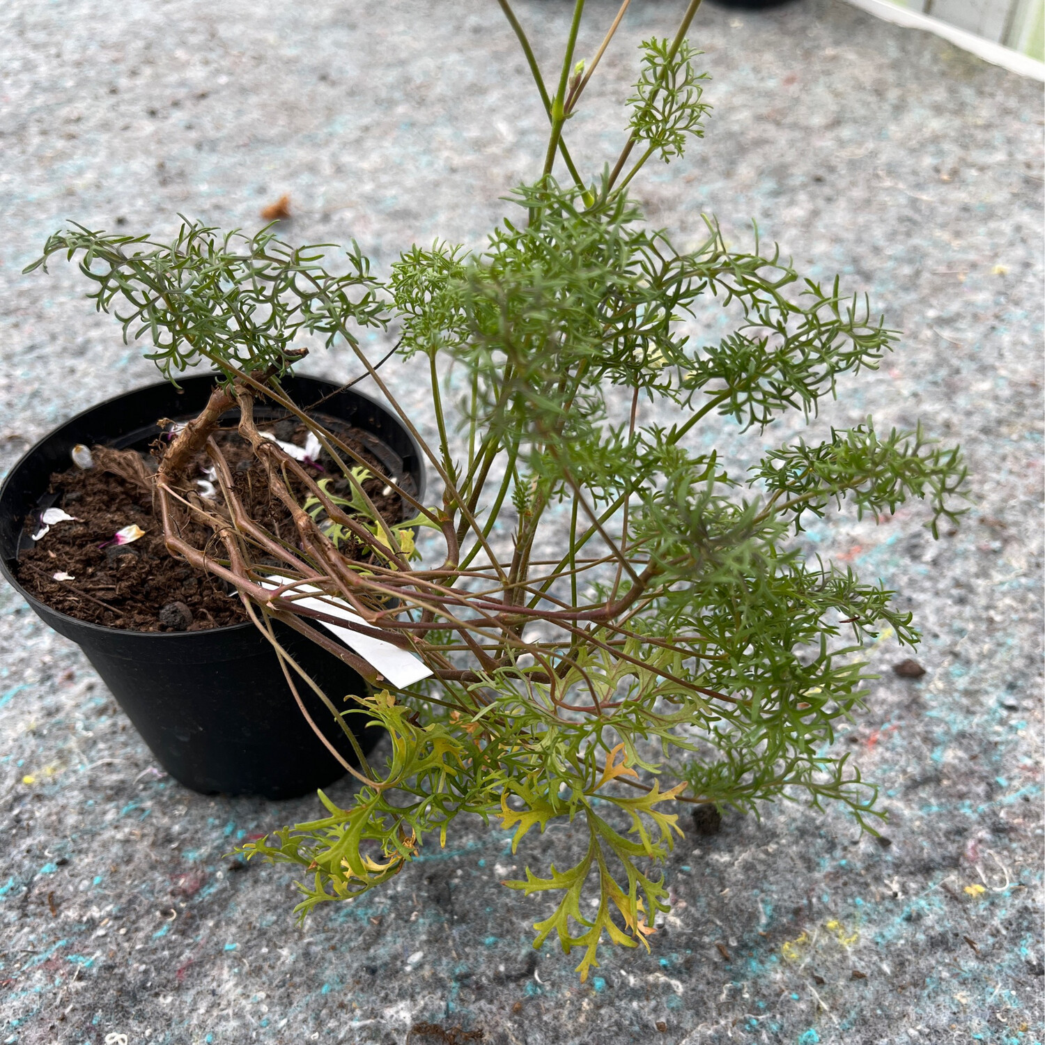 Pelargonium myrrhifolium var. coriandrifolium