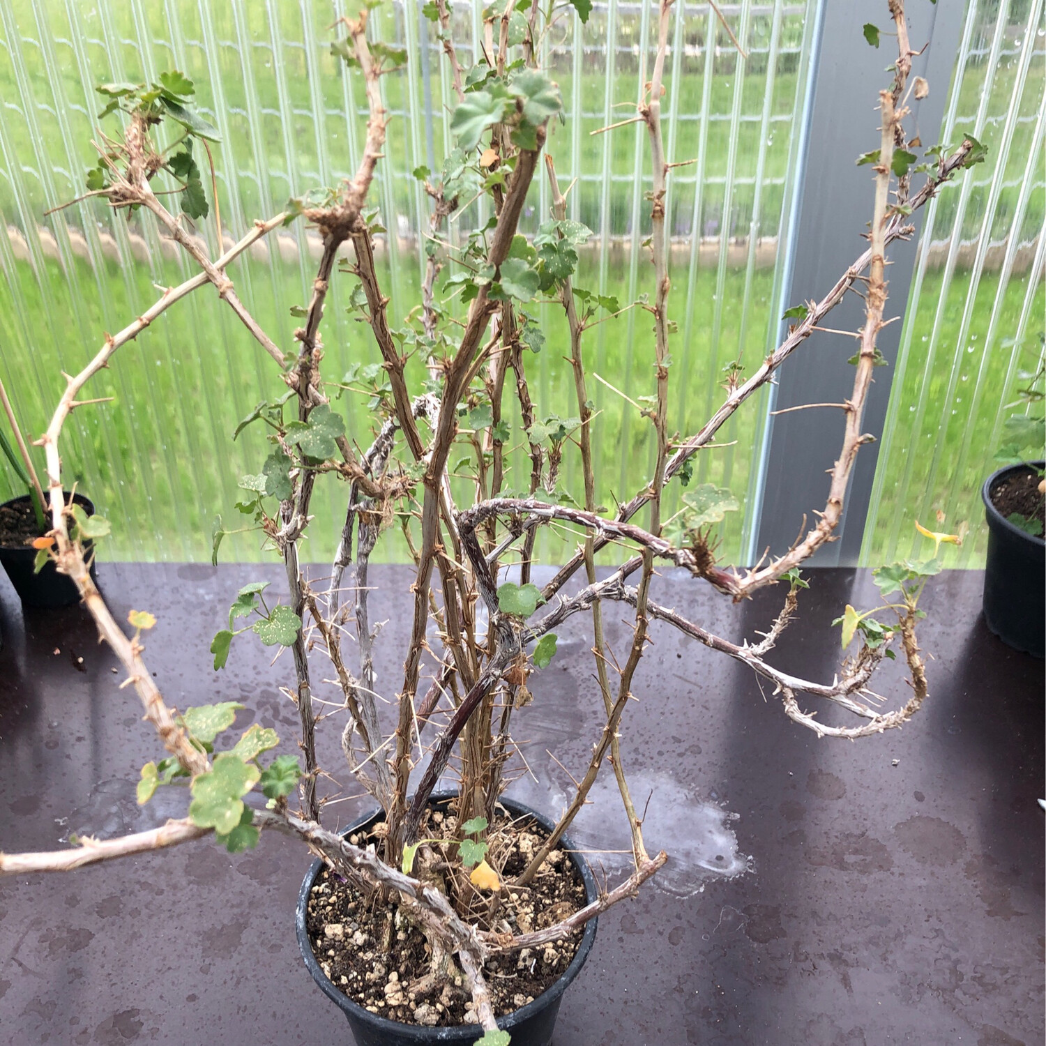 Pelargonium otaviense