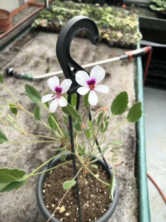 Pelargonium ovale