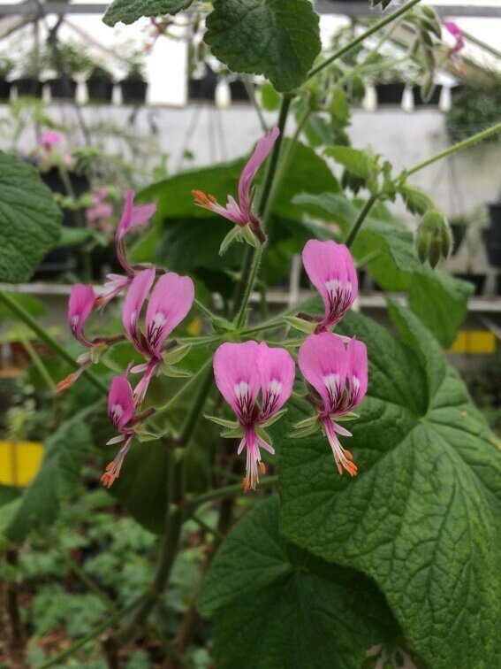 Pelargonium papilionaceum