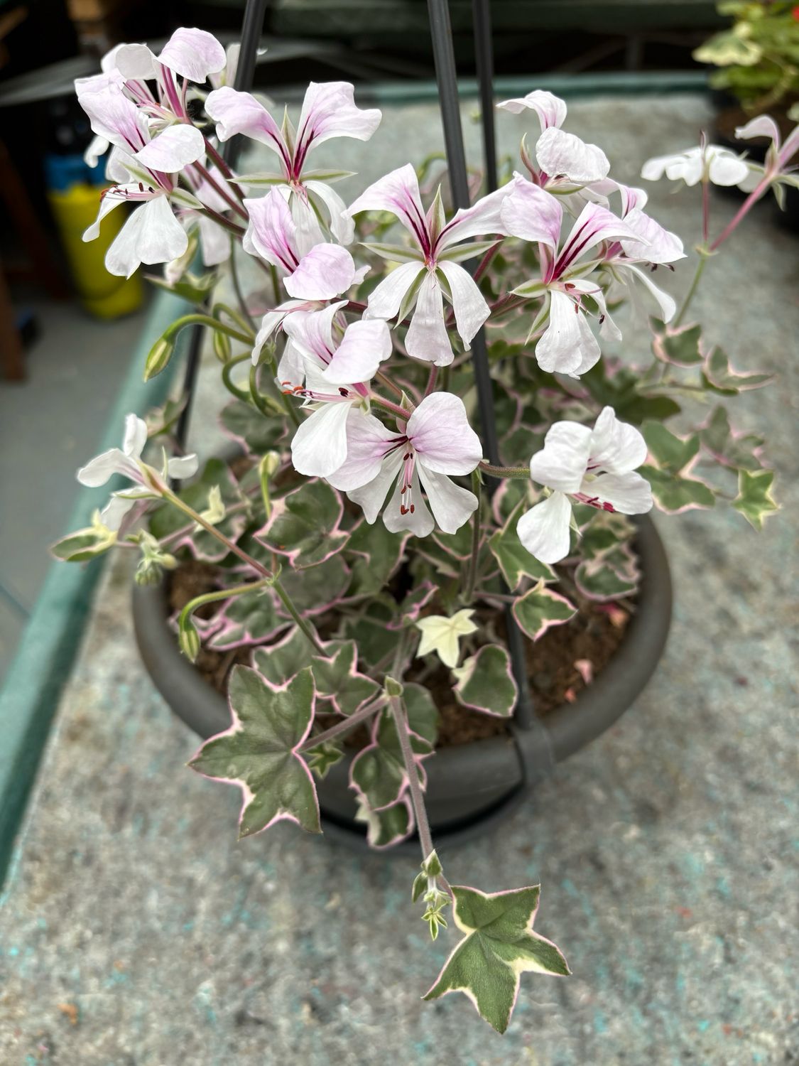 Pelargonium peltatum L’ Élegante