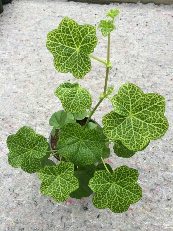 Pelargonium peltatum Roller´s Pioneer