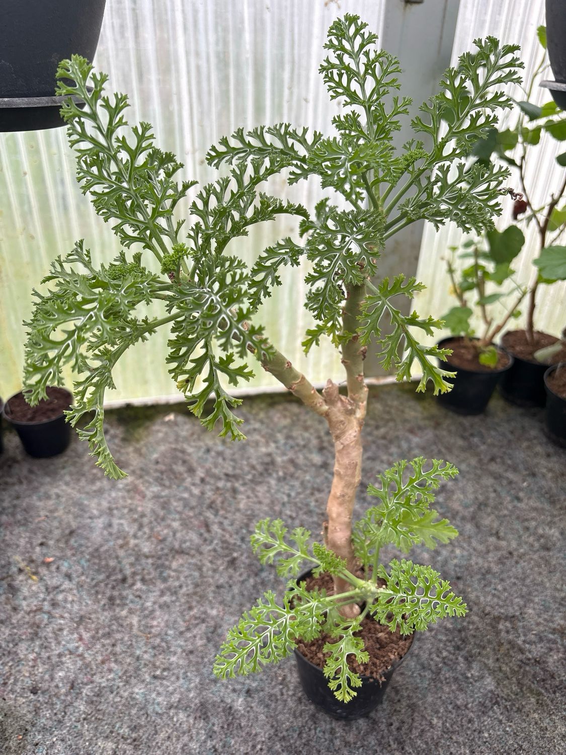 Pelargonium laxum Var.2