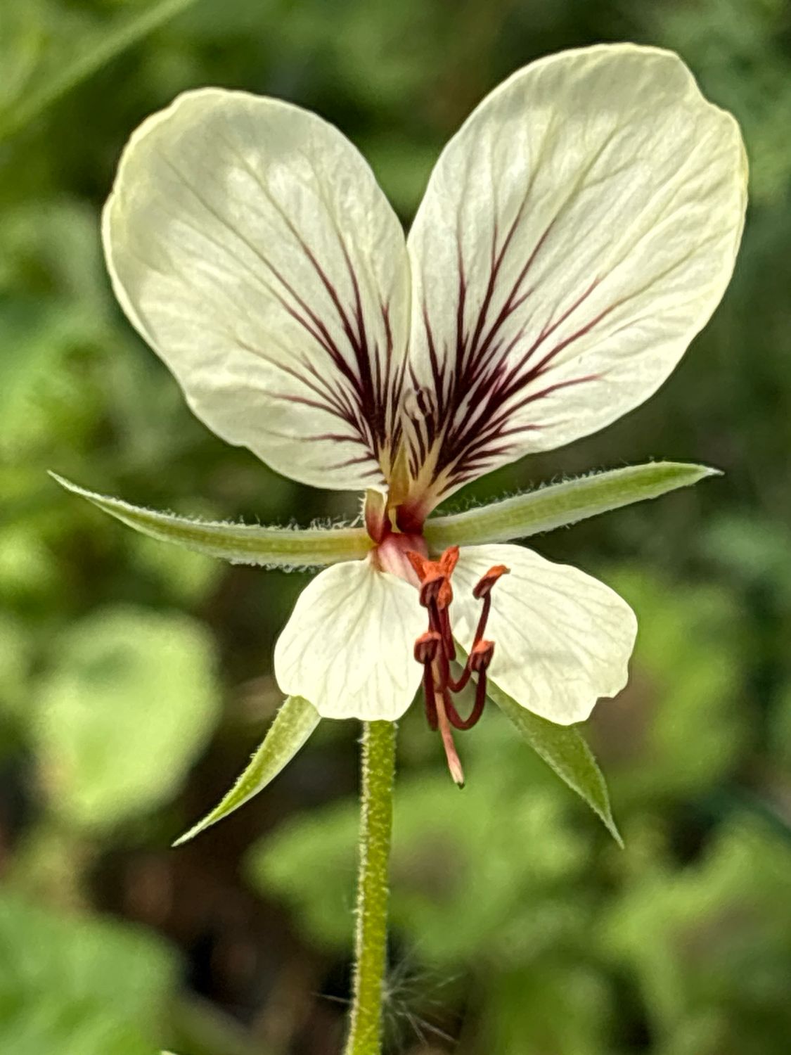 Pelargonium praemorsum ssp. praemorsum