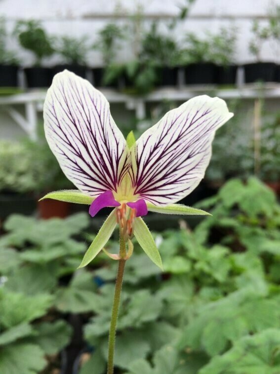 Pelargonium praemorsum ssp. speciosum