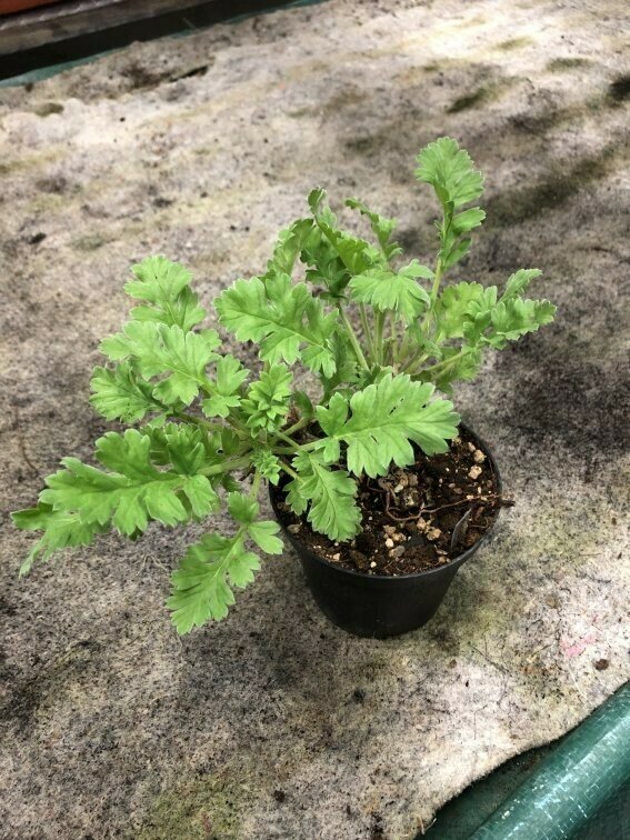 Pelargonium pulchellum