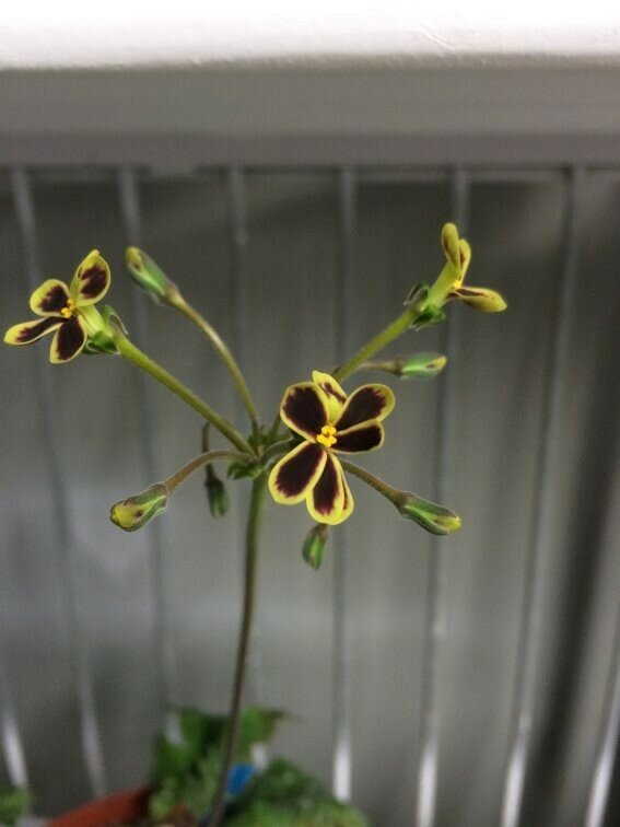 Pelargonium pulverulentum