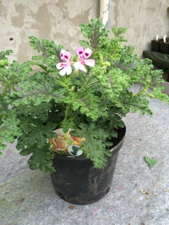 Pelargonium quercifolium 'Royal Oak'
