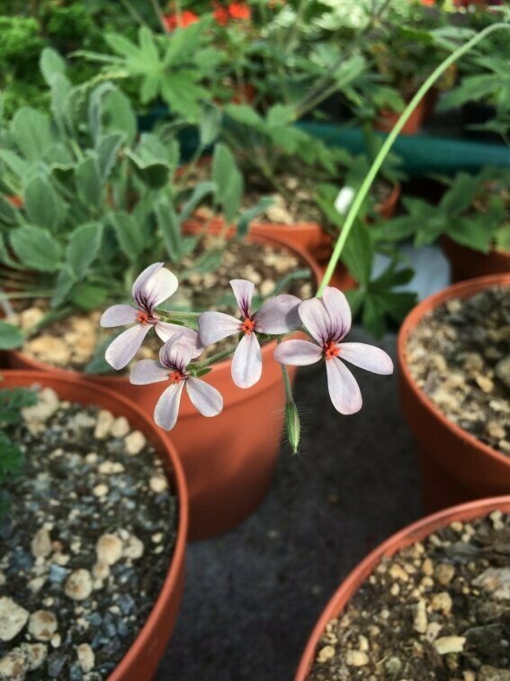 Pelargonium quinquelobatum