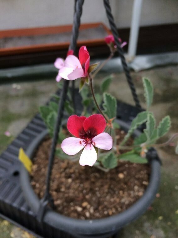 Pelargonium Renate Parsley