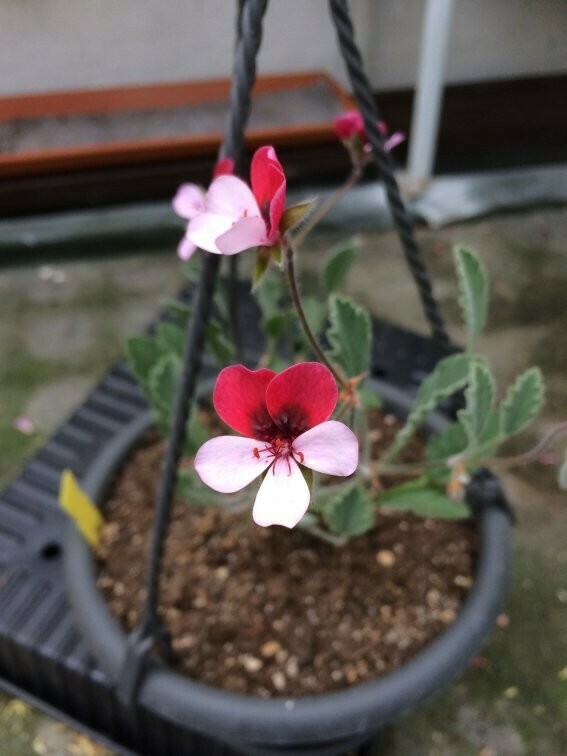 Pelargonium Renate Parsley