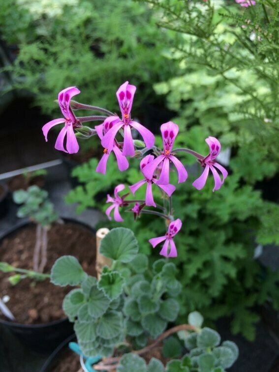 Pelargonium reniforme