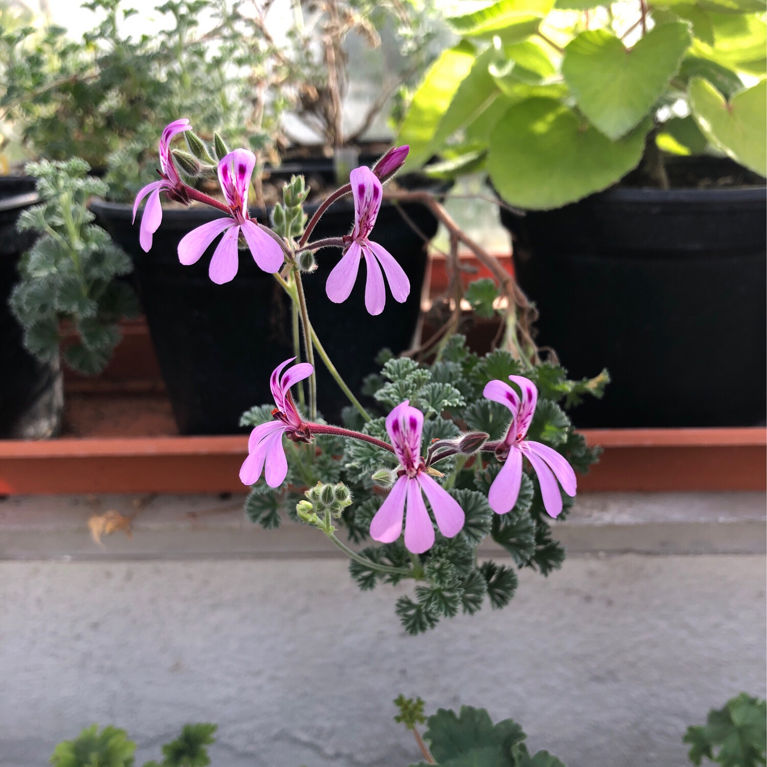 Pelargonium reniforme X abrotanifolium