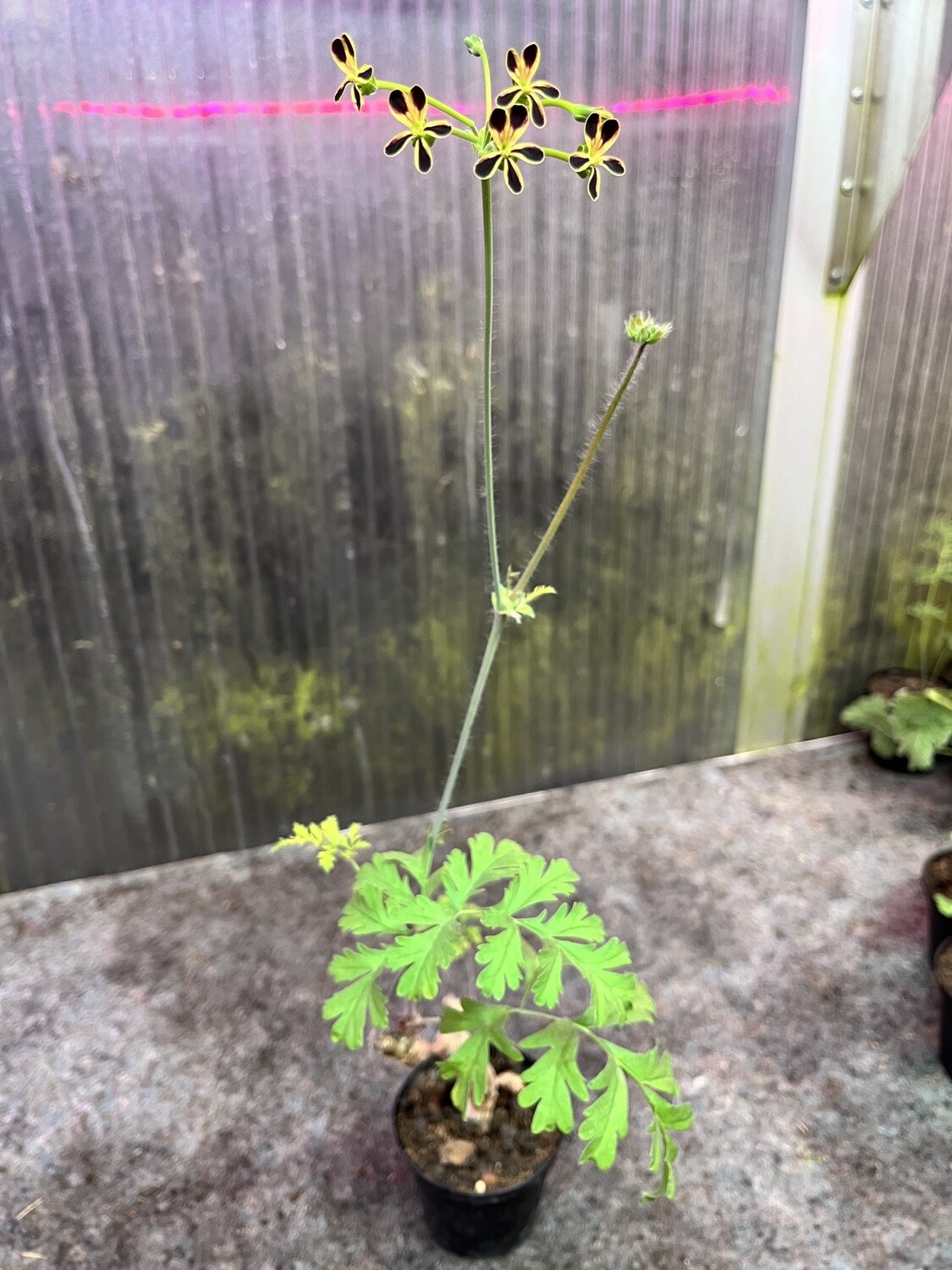 Pelargonium rutaceum