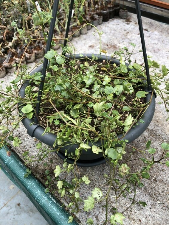 Pelargonium saxifragoides
