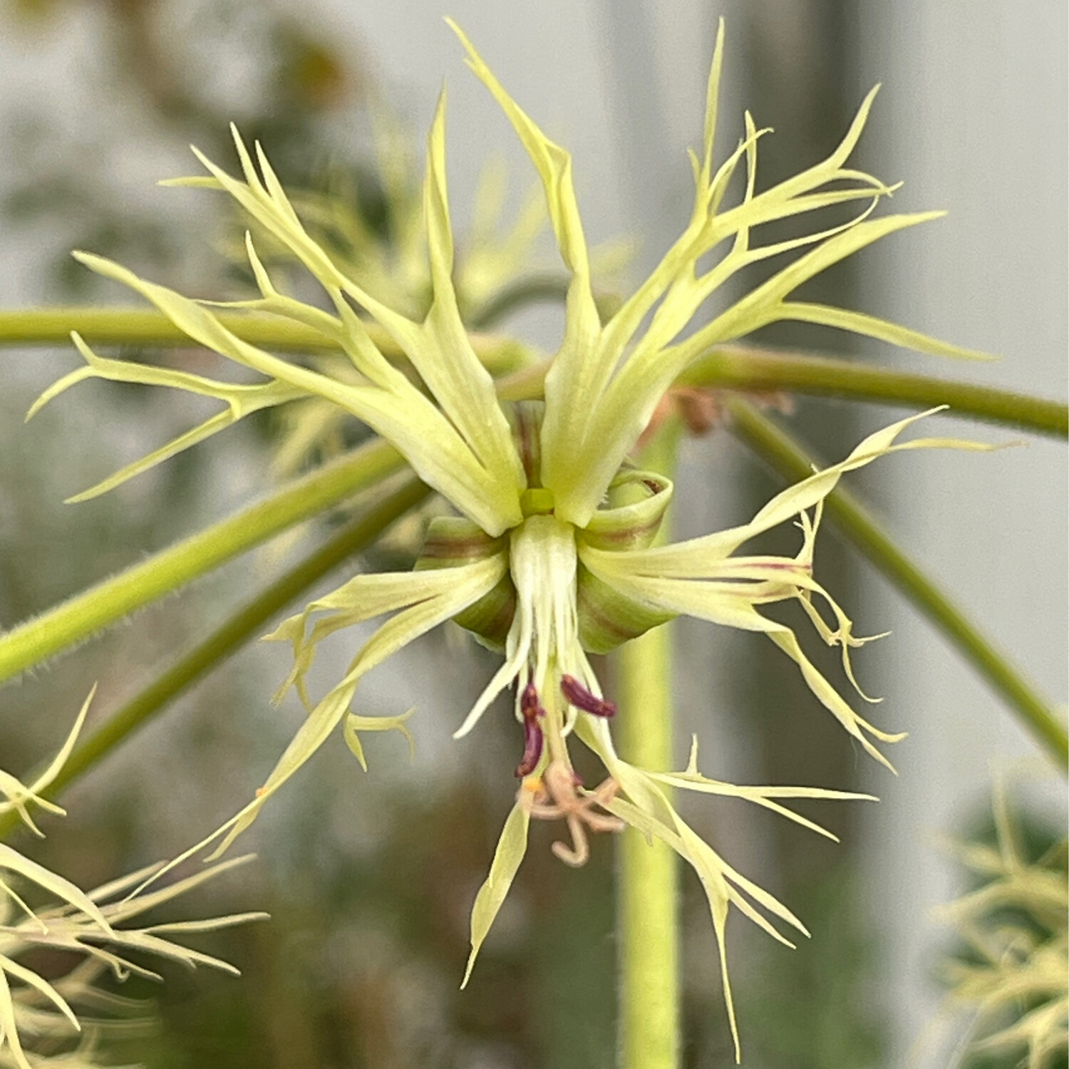 Pelargonium schizopetalum Var. 2