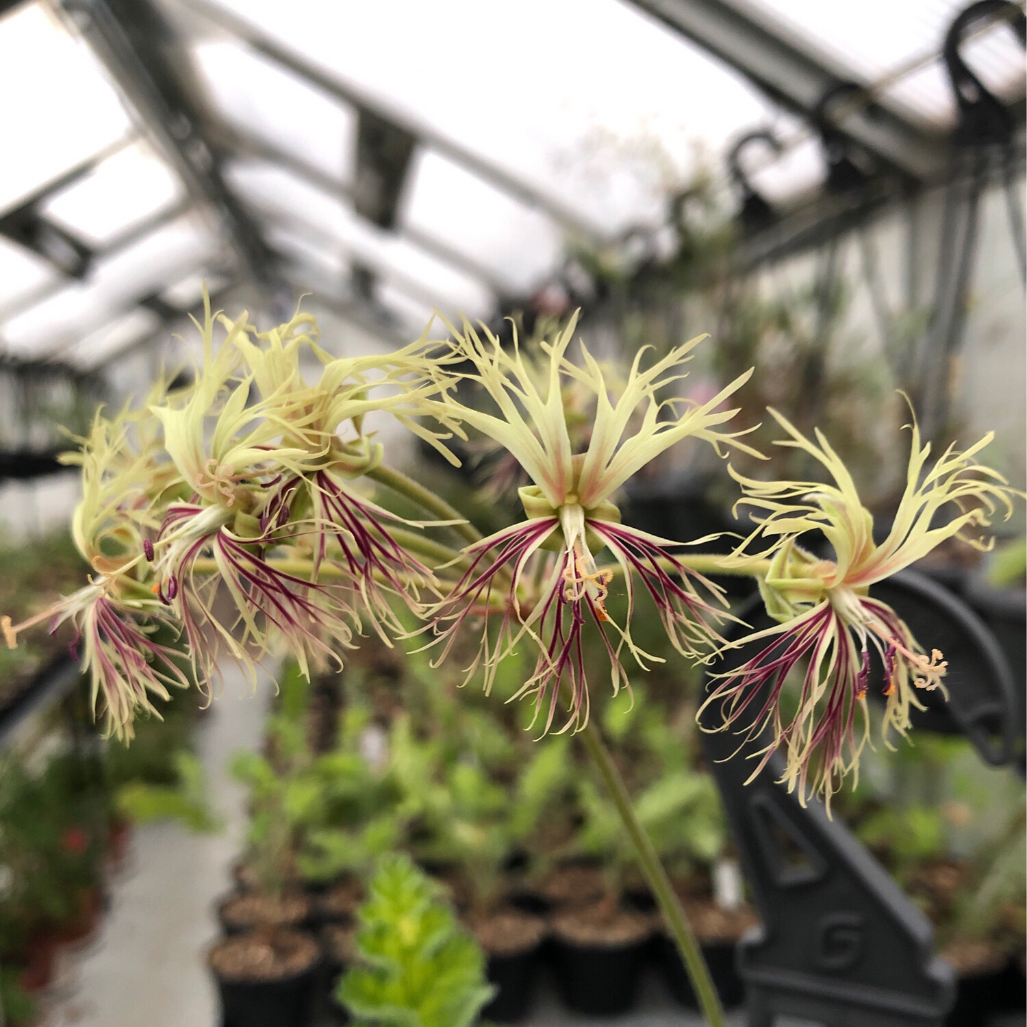 Pelargonium schizopetalum Var.1