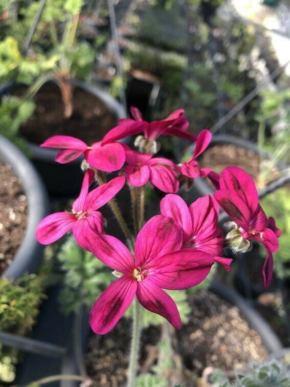 Pelargonium 'Schottii'