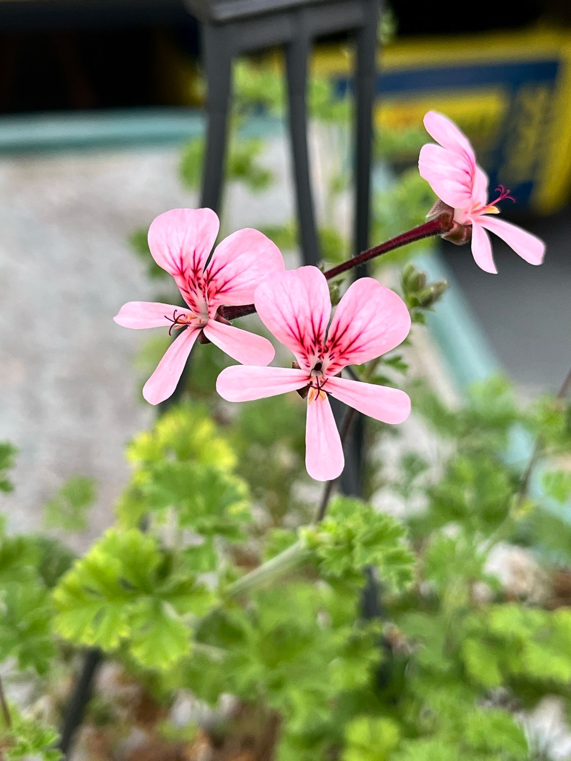 Pelargonium Shannon