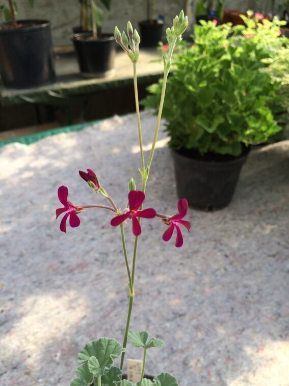 Pelargonium sidoides Burgundy