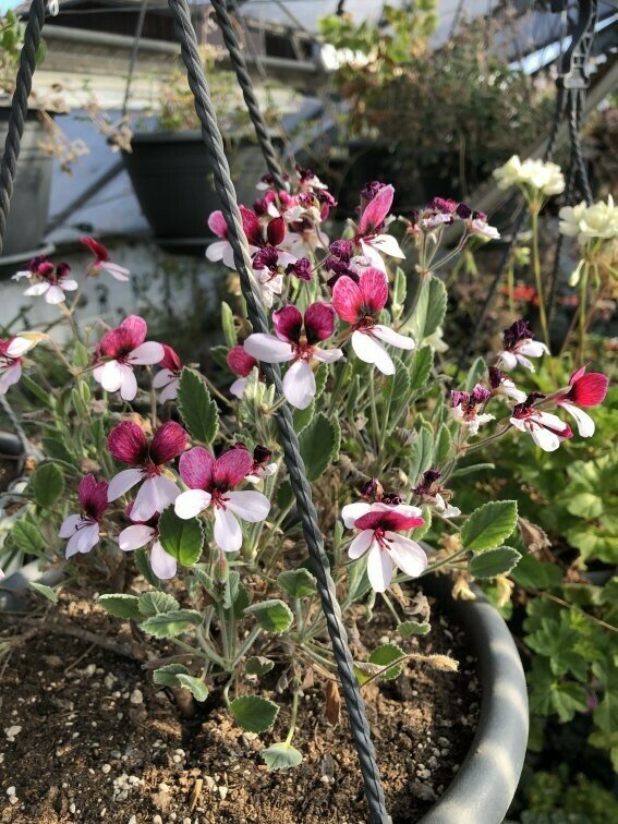 Pelargonium Splendide
