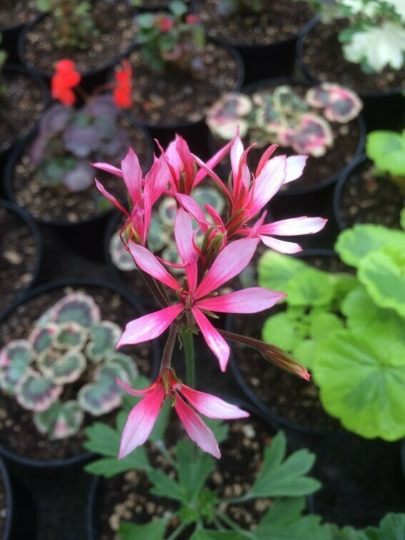 Pelargonium stellar miniatur Ansbrook Apollo