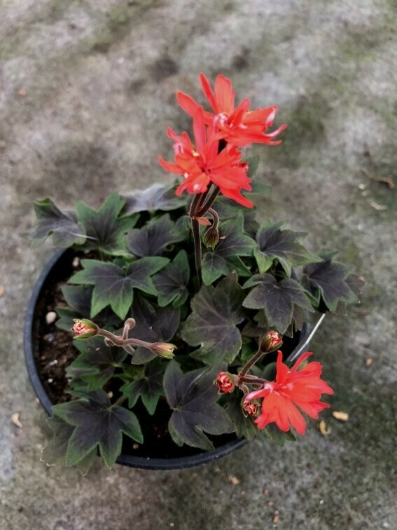 Pelargonium stellar miniatur Asarnas Oden