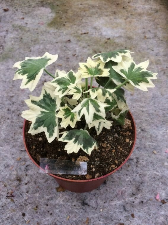 Pelargonium stellar miniatur Barbara Lambert