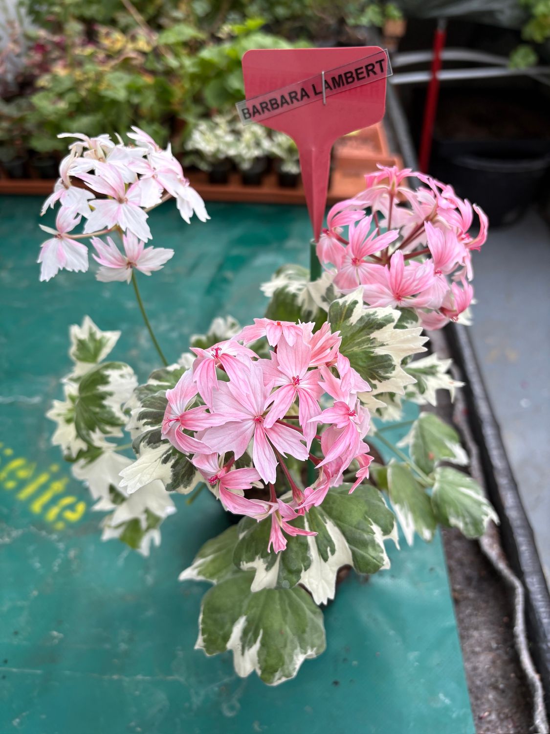 Pelargonium stellar miniatur Barbara Lambert Pelargonium stellar miniatur Barbara Lambert